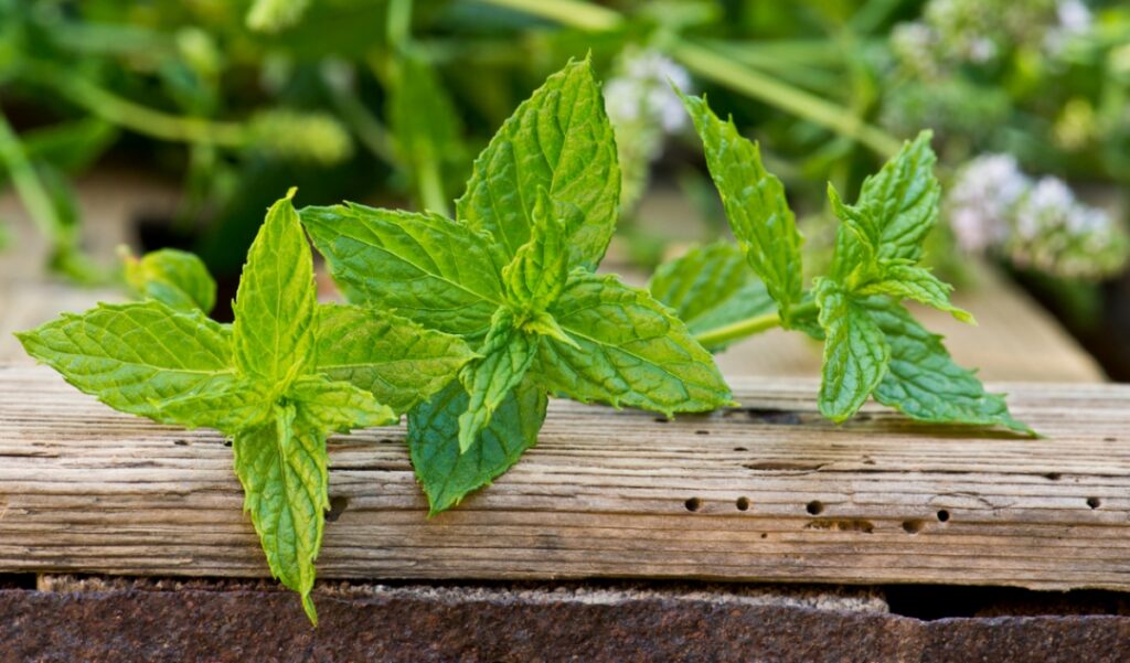 Prirodna moć biljaka u službi vašeg zdravlja