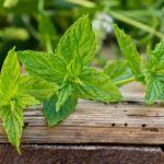 Prirodna moć biljaka u službi vašeg zdravlja